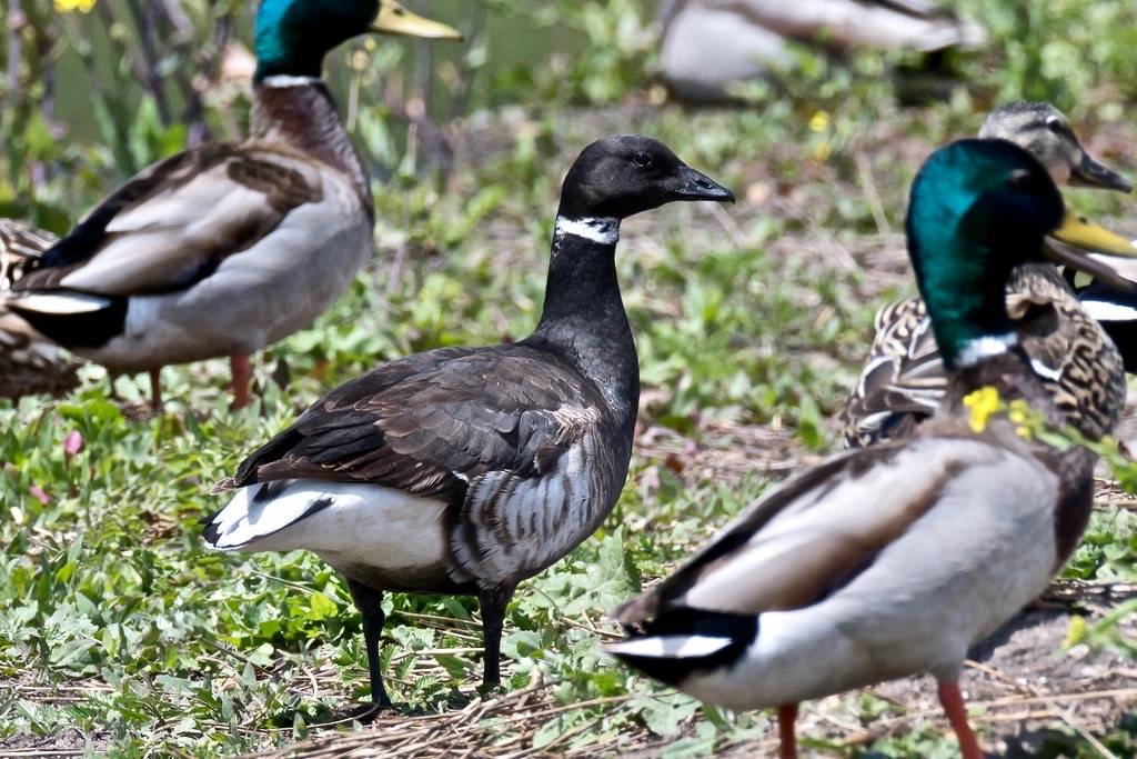 DSC_4961.jpg Brant goose, Four Mile Beach by ldjaffe is licensed under CC BY-NC-SA 2.0